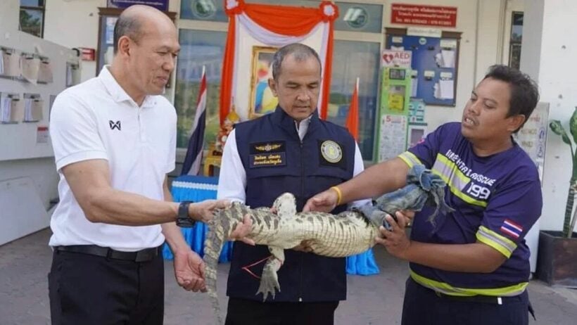 Rawai residents shocked by baby crocodile