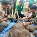 Lost baby elephant recovering from multiple injuries | Thaiger
