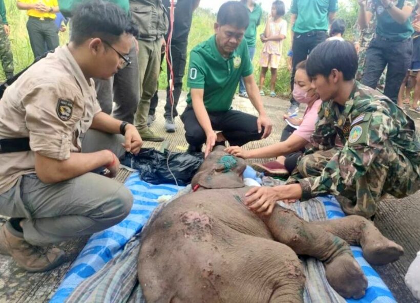 Lost baby elephant recovering from multiple injuries