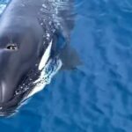 Four orcas spotted playing near the Similan Islands | Thaiger