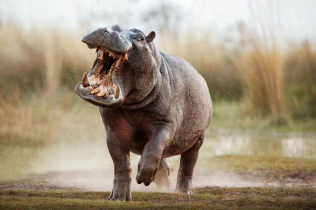 Hippos swallows toddler in Uganda, spits him out again