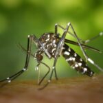 Dengue fever in Thailand: How the zebra-striped mosquito wreaks havoc on residents | Thaiger