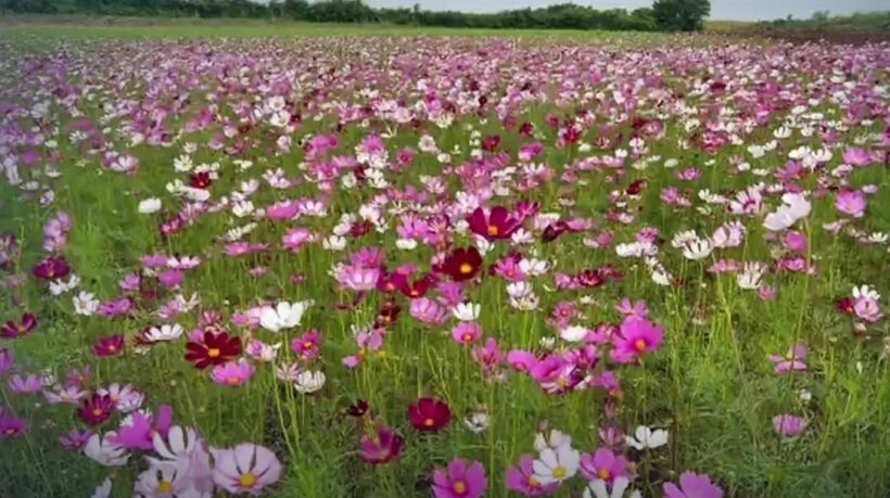 Field of cosmos flowers open to tourists to central Thailand province