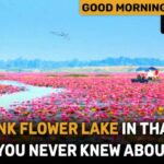 The pink flower lake in Thailand that you never knew about | GMT | Thaiger