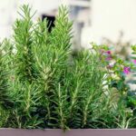 Best plants to repel mosquitoes in Thailand | Thaiger