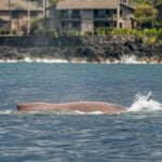Whale with broken spine makes last journey of 3,000 miles by performing breaststroke | Thaiger