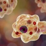 Thai DCD: you probably won&#8217;t die of a brain eating amoeba | Thaiger