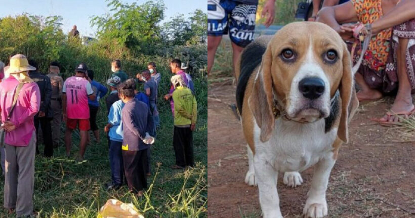 Beagle sniffs out corpse in northeast Thailand