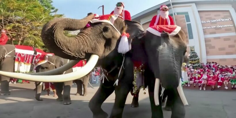 A Christmas tradition: Santa elephants at school