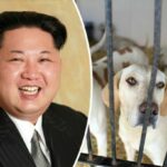 Curse of Kim Jong-un’s dogs haunts peninsular politics | Thaiger