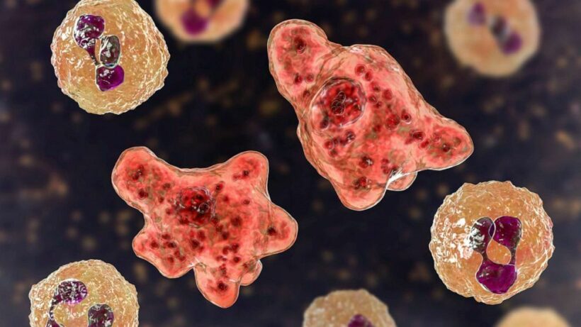 South Korean man dies from ‘brain-eating amoeba’ upon return from Thailand