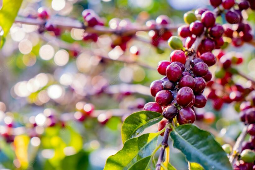 Thailand encourages coffee farming to meet growing demand in Asia