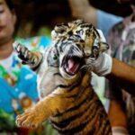 Thailand&#8217;s rescued tiger cubs fattening up, but not for the pot | Thaiger