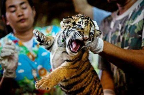 Thailand’s rescued tiger cubs fattening up, but not for the pot