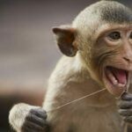 Animal activists call for ban on US monkey imports | Thaiger
