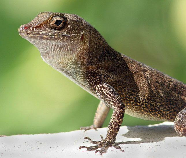 Why the house lizards came home