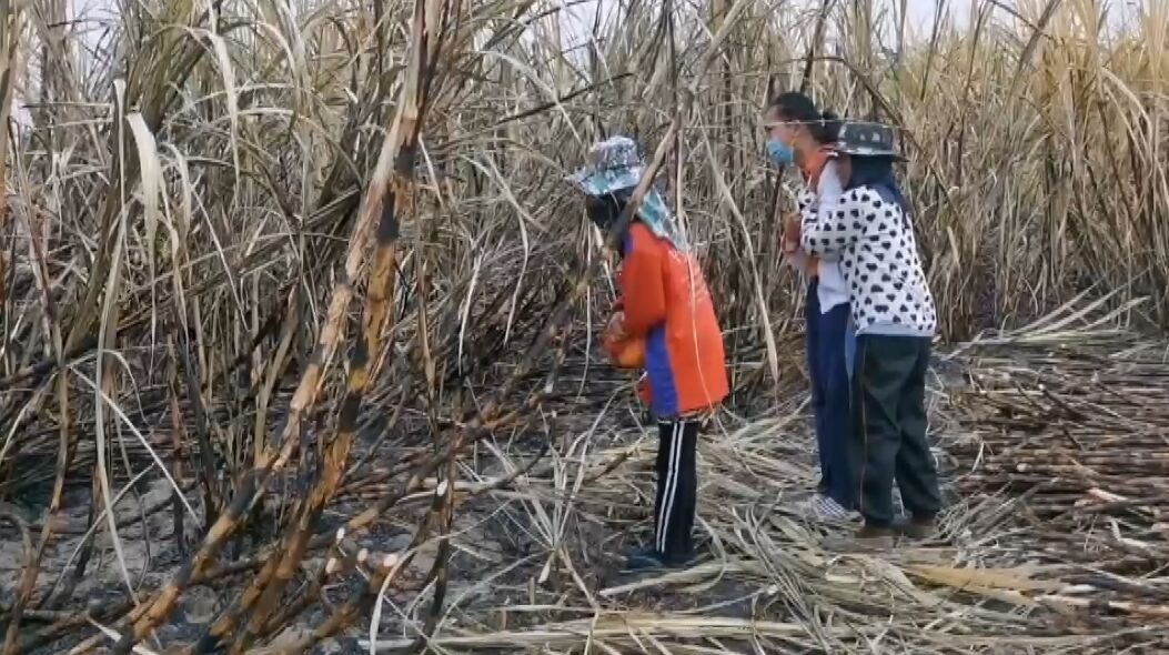 Charred corpse discovered in sugarcane field in Thailand