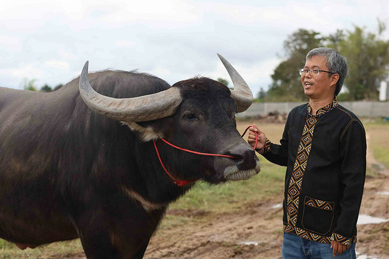 Thai farmer makes 1 million baht per month selling buffalo semen