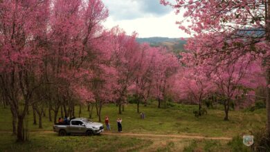 Himalayan cherry trees bring splash of colour to northeast Thai province