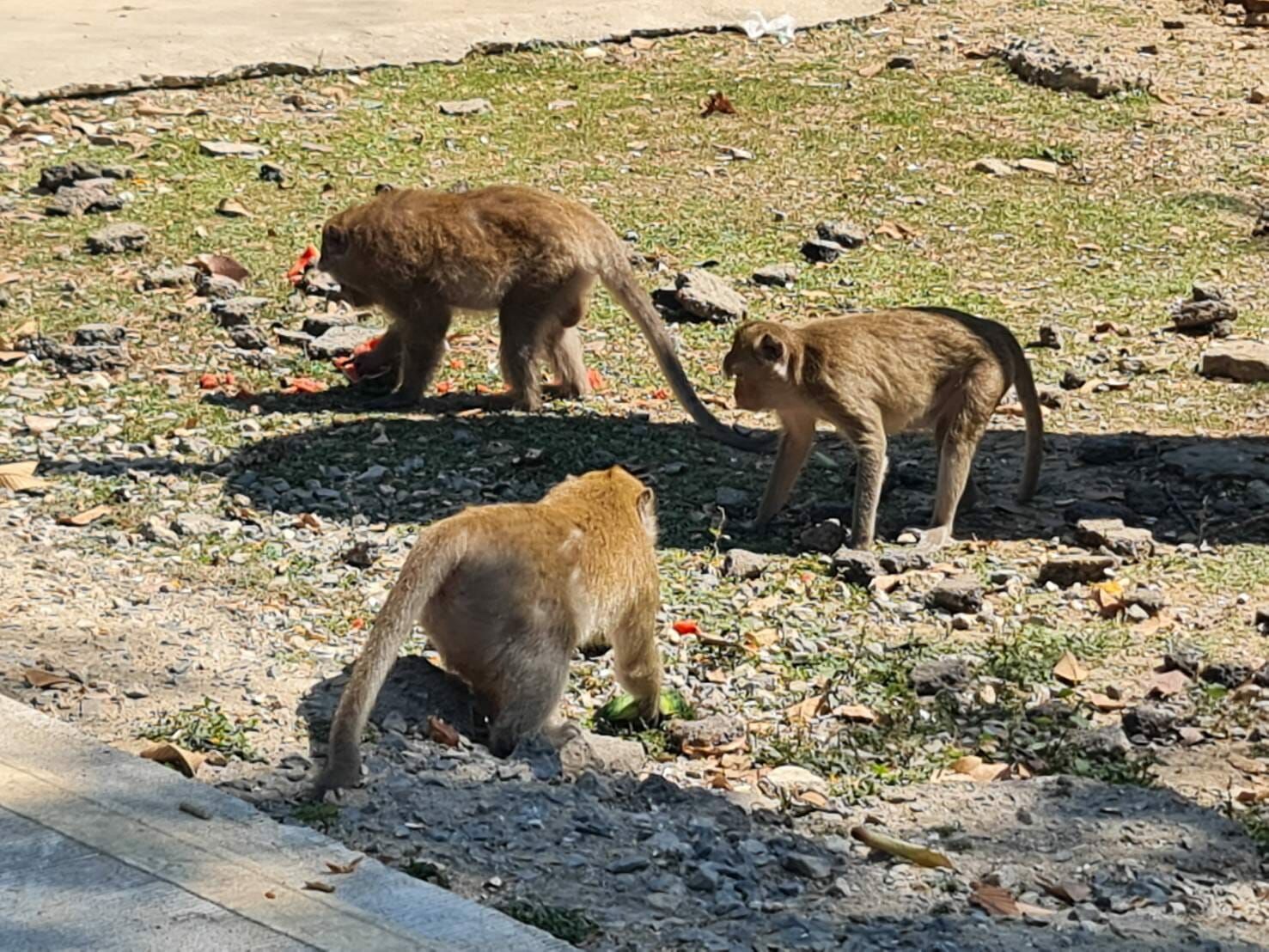 Monkeys in central Thailand being trafficked abroad