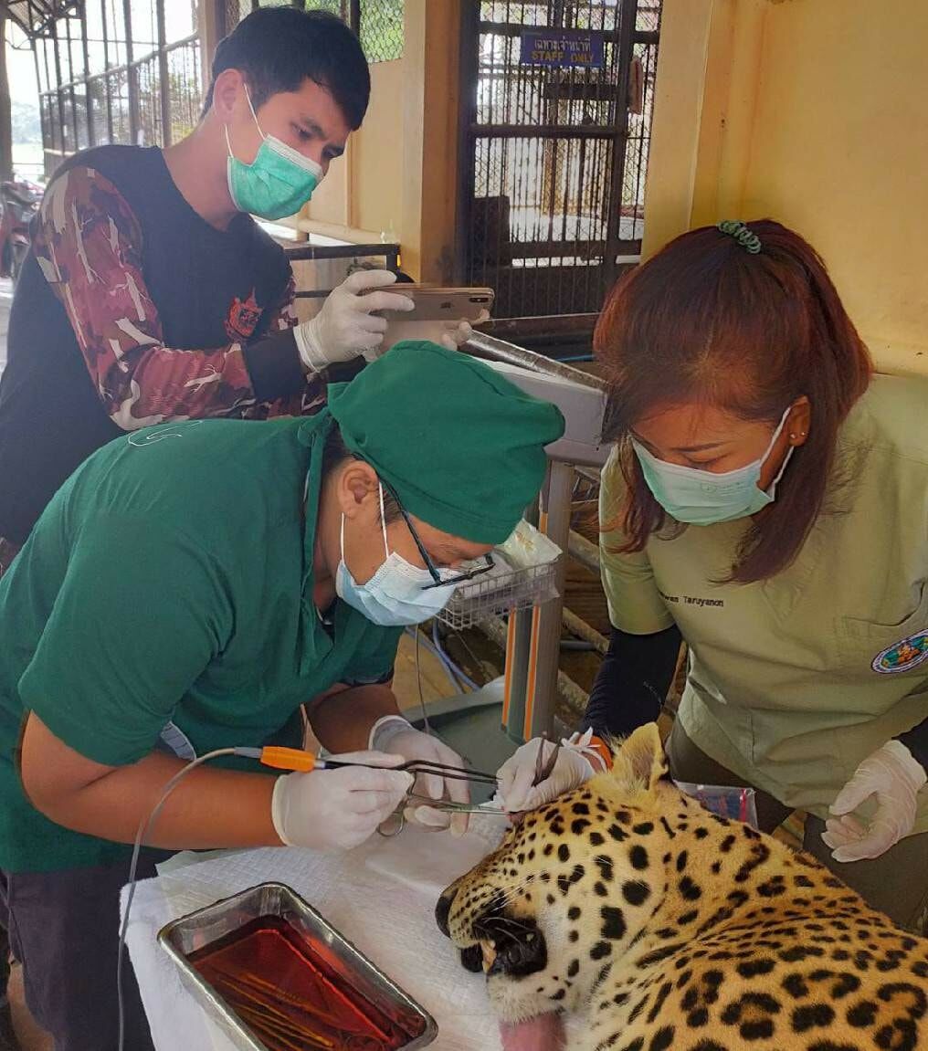 Leopard undergoes successful surgery in Thailand | Thaiger