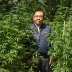 MP says cannabis helps reduce Yaba addicts in Bangkok | Thaiger