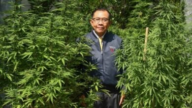 MP says cannabis helps reduce Yaba addicts in Bangkok | Thaiger