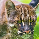 Couple arrested for selling Asiatic golden cat parts | Thaiger