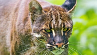 Couple arrested for selling Asiatic golden cat parts