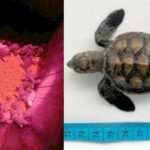 Baby turtles hatch in Phang Nga, die from garbage in Chon Buri | Thaiger