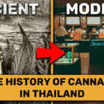 From Ancient to Modern: The Cannabis Tale of Thailand | Thaiger