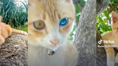 Thai netizens predict lucky lottery numbers based on diamond eye cat