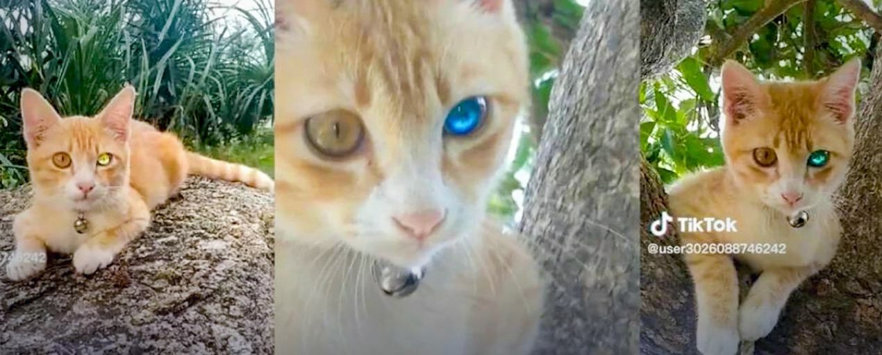 Thai netizens predict lucky lottery numbers based on diamond eye cat