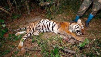 Young tiger found dead in Mae Wong National Park