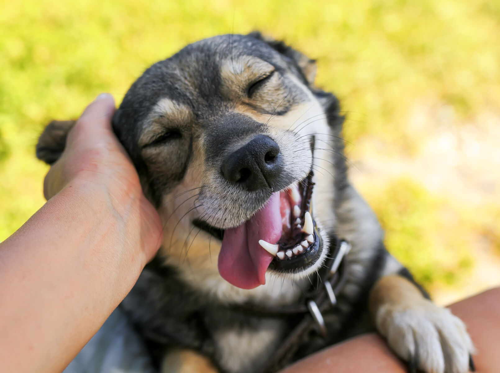 Bangkok to gain more dog-friendly public parks