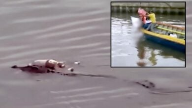 VIDEO: Crocodile helps locate missing boy’s body in Indonesia