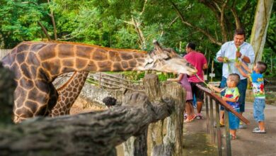 Kids in Thailand can go to six zoos for free on Children’s Day