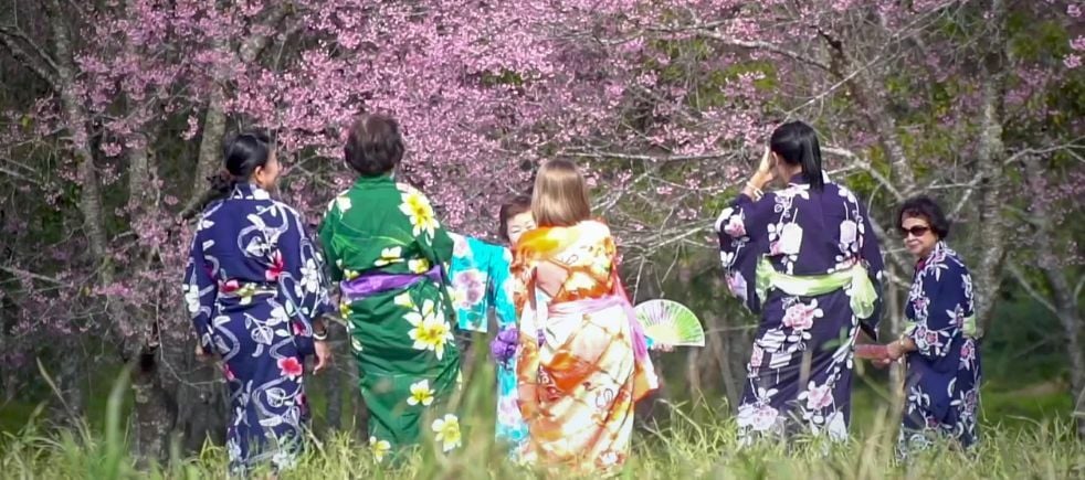 Thai ladies don kimonos to pose among Himalayan cherry trees | News by Thaiger