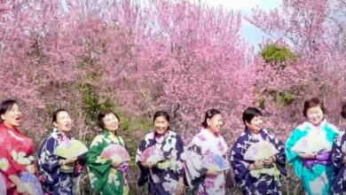 Thai ladies don kimonos to pose among Himalayan cherry trees