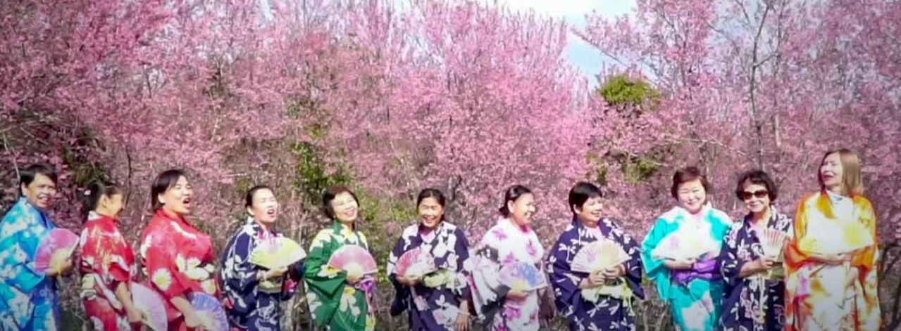 Thai ladies don kimonos to pose among Himalayan cherry trees