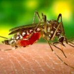 Mutant mosquitoes a growing threat in Asia | Thaiger