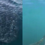 Injured whale shark swims up to boat for help in southern Thailand | Thaiger