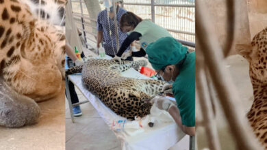 Leopard undergoes successful surgery in Thailand