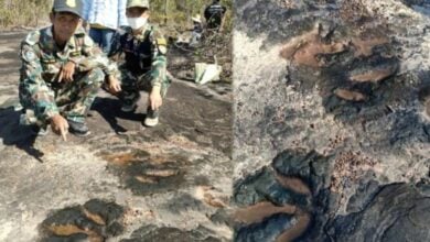 Dinosaur footprints found in Kalasin park