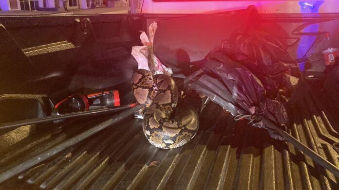 Pattaya rescuer hospitalised after being startled by a Python