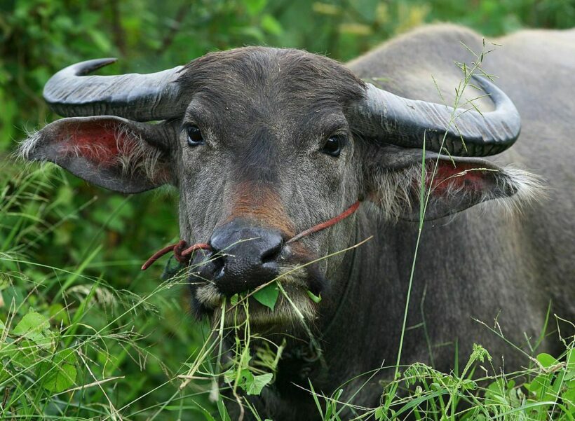 ‘Buffalo’ Suttipong’s trash-talk tarnishes Phuket’s reputation