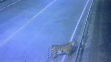 Tourists urged to beware of tiger roaming in Kanchanaburi, Thailand