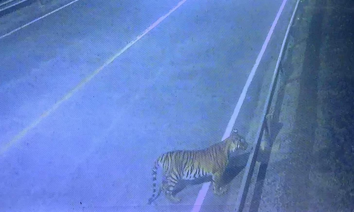 Tourists urged to beware of tiger roaming in Kanchanaburi, Thailand