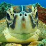 Local vets unable to save Koh Pha Ngan green sea turtle | Thaiger