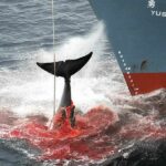 Japanese firm sells whale meat from vending machines | Thaiger